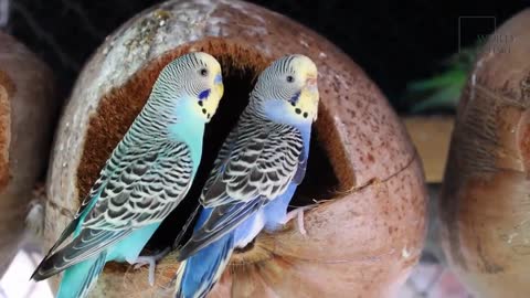 Budgerigar Facts | Animal Facts | a small colourful bird native to Australia