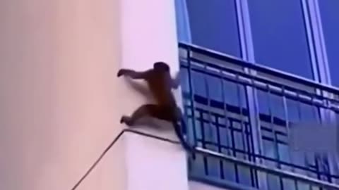 monkeys crawl on the bare wall of the house