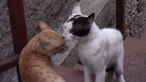 Cats struggle with each other