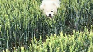 Fluffy Dog Bounds over Barley