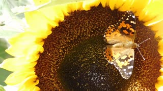 butterfly resting on flower