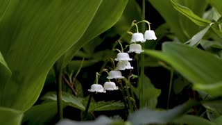 Big leaves and beautiful white flowers