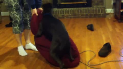 Stubborn Dog Acts Like A Tick And Refuses To Leave The Lazy Bag