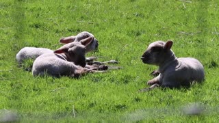 Watch the little lamb lying on the grass in the sunshine with his friends at the countryside farm