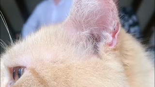Cute Cat Steals Spotlight