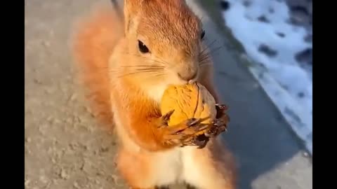 Adorable Squirrel Spots Human With Snacks