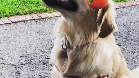 Dog Tricks - Holding a Long Stick with Ball