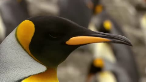 South Georgia - Penguin Paradise of the South Atlantic