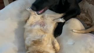 Dogs and Cats getting along