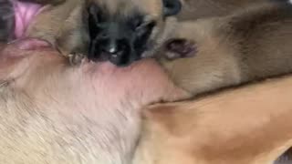 Puppy has hard time nursing!!!