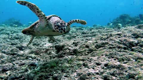 Endangered sea turtles are extremely curious about scuba divers