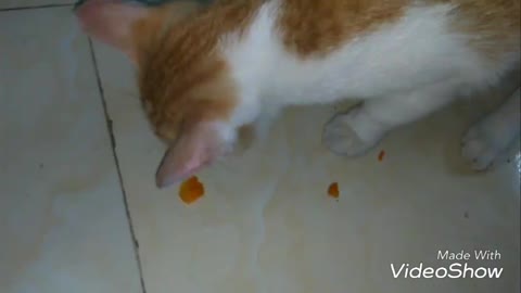 Unbelievable, cat can eat carrots