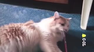 Rubber Band Destroy Cat ...😂