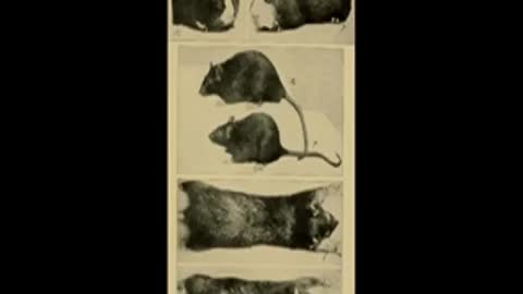 Bitchute Exclusive Video 69 Lab Rat Domestication