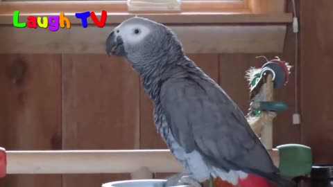 Parrot funy Best parrot superb funny video cute bird viral reel