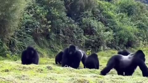 Fight between Male Silverback Gorillas For Dominance