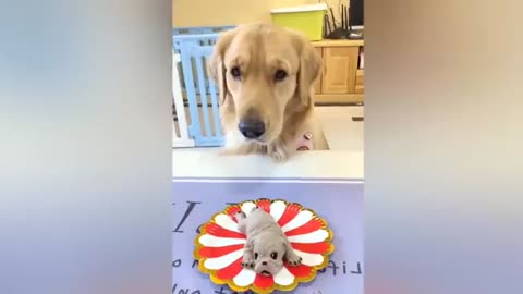 Dog reactions, funny pets, fun,funny dogs, funny videos, funny cats video