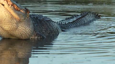 Alligator bellowing