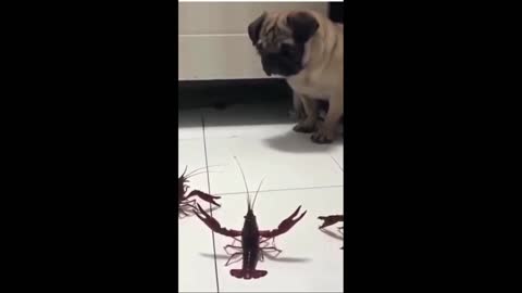 Cute pug sings auto tune while he gets cornered buy a gang of lobsters