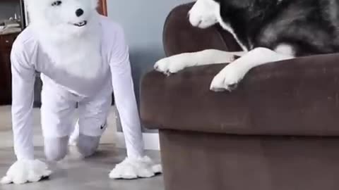 Husky Pranked By Wolf Mask!