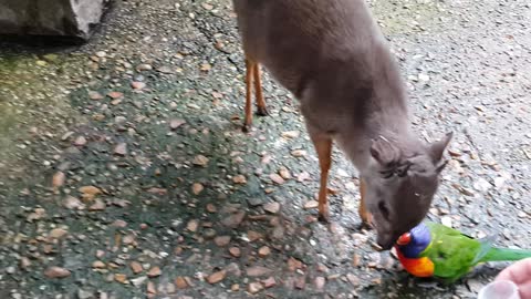 Exotic bird and miniature buck form unlikely friendship