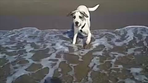 Mastiff puppy's first day at the beach
