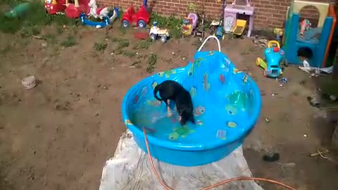 Crazy Puppy In Pool