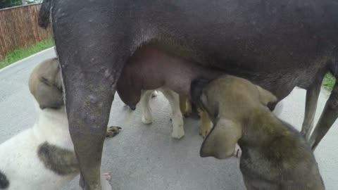 Mother Dog Feeding Puppies with Milk. Homeless Stray Animals