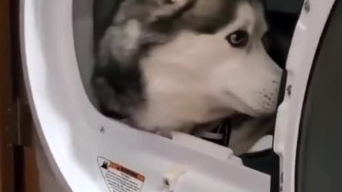 dog thinks the washing machine is his little house 😂