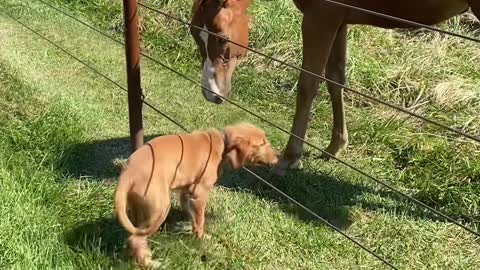 Puppy and Colt Are Best of Friends