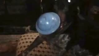 Dog catches UFO