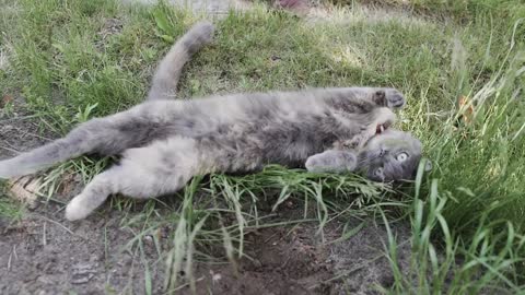 COMFORTABLE KITTY LAYING IN GRASS