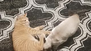 Cats play fighting