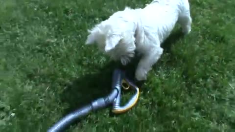 Funny dog does not like hoover