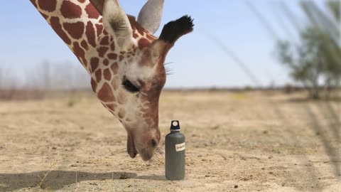 Elephant vs Giraffe Water Fight