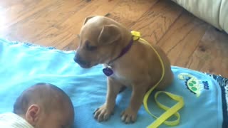 Tired Puppy Fights Sleep Over A Napping Baby