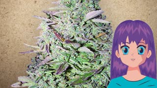 Purple Maroc – Female Seeds