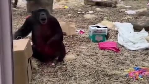 Chimpanzees are shocked by a man prosthetic leg