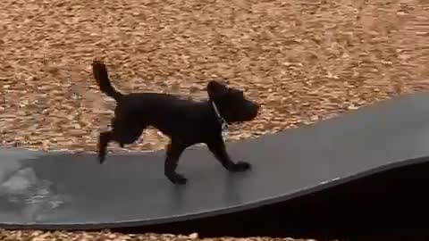 THIS DOG NEVER OUT OF GAS FROM RUNNING.mp4