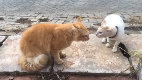 Fighting Cats meow meow, Orange Cats bar bar