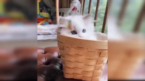 Baby Cats - Cute And Funny Cat Videos Compilation