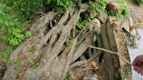 Episode 36 - Tree roots. They're cool, not where you think they are, and not the bad guys.
