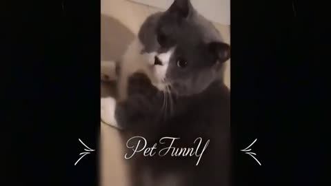 🐶🐱 Funny Cat, Rabbit And Dog Videos Try Not To Laugh 🤣Compilation #10