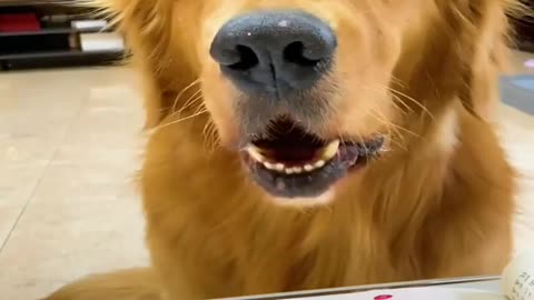 Funny Pet 🤣 🐶 - Dogs Videos Funny - Smart Dogs Funny - Tik Tok - Douyin - Kuaishou - China .8