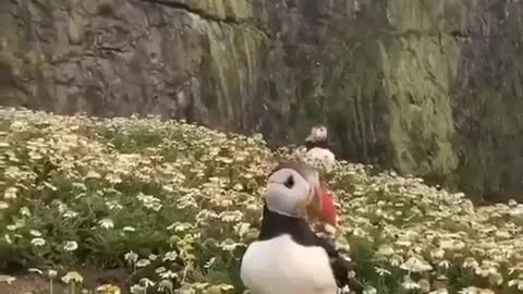 Puffins are brilliant swimmers!