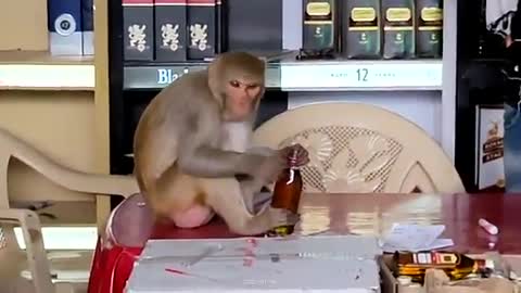 Monkey in wine shop, picked up the bottle and start drinking