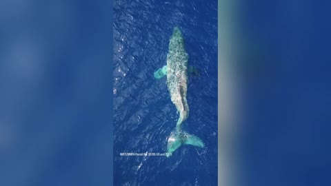 MOBY SICK: Tragedy Of Humpback Whale With Broken Back