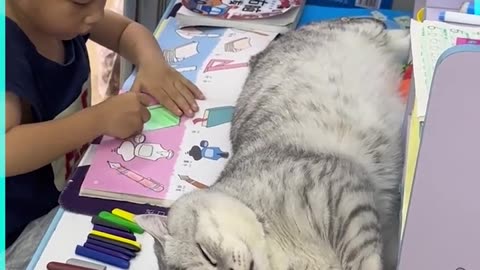 Huge cute cat disturbing the kid while studying- cuteness overloaded- very cute video