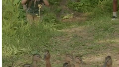 crowd of beautiful ducks