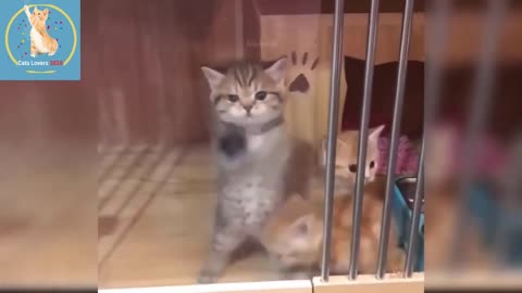 Cute and Funny Pets Doing Funny Things _ Cats | Cute Pets